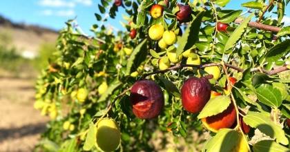HÜNNAP HASADI ÖNÜMÜZDEKİ GÜNLERDE BAŞLAYACAK