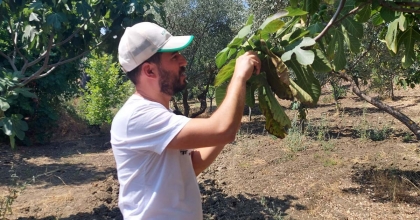 İNCİR BAHÇELERİNDE 'KANLI BALSIRA' TEHDİDİ