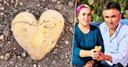 KALP ŞEKLİNDEKİ PATATES İLGİ ODAĞI OLDU