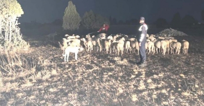 KAYBOLAN 92 KÜÇÜKBAŞ HAYVANI JANDARMA BULDU