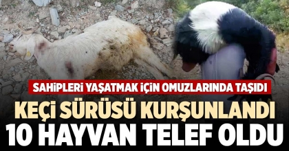KEÇİ SÜRÜSÜ KURŞUNLANDI 10 HAYVAN TELEF OLDU