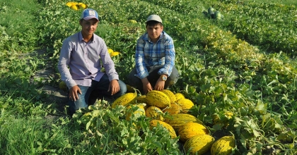 KIRKAĞAÇ KAVUNUNDA İLK HASAT YAPILDI