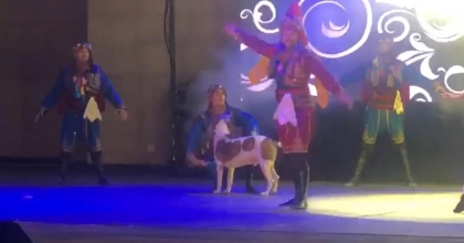 KÖPEK SAHNEYE DALDI, DANSÇILAR ŞAŞKINA DÖNDÜ