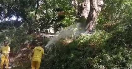 KÖYCEĞİZ'DE UZUN ANTENLİ BÖCEĞİNE KARŞI BİYOLOJİK ÇÖZÜM