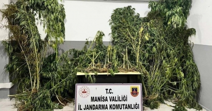 MANİSA JANDARMASINDAN KENEVİR OPERASYONU