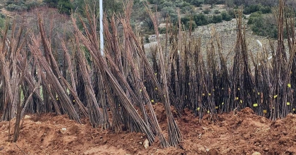 MUĞLA BÜYÜKŞEHİRDEN ‘HER KAPIDA BİR FİDAN’ PROJESİ