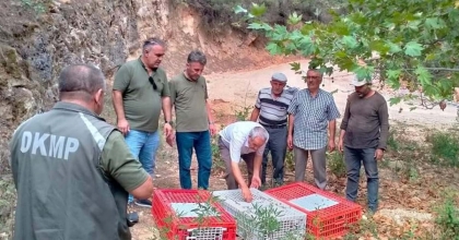 MUĞLA'DA KEKLİKLER DOĞAYA SALINDI