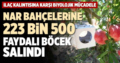 NAR BAHÇELERİNE 223 BİN 500 FAYDALI BÖCEK SALINDI