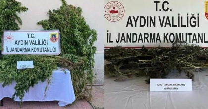 NAZİLLİ’DE 153 KÖK HİNT KENEVİRİ ELE GEÇİRİLDİ
