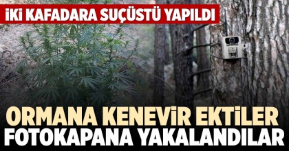 ORMANA KENEVİR EKTİLER FOTOKAPANA YAKALANDILAR