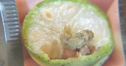 PAMUKTA DİKENLİ KURT GÖZLEMLENDİ