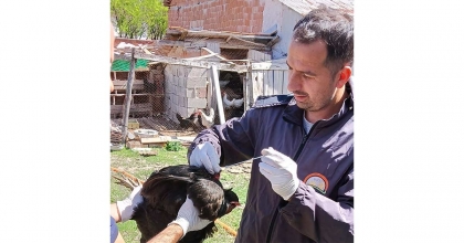 SAĞLIKLI YUMURTA ÜRETİMİ ÇALIŞMALARI DEVAM EDİYOR