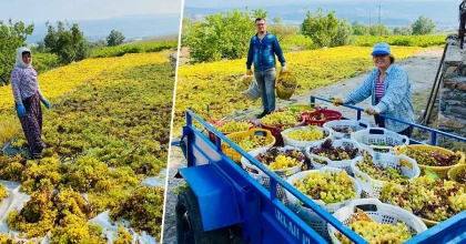 SICAKLIK ÜZÜMDE KALİTEYİ ARTTIRDI, VERİMİ DÜŞÜRDÜ