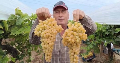 SARIGÖL'DE HER GÜN 400 TON ÜZÜM KESİLİYOR