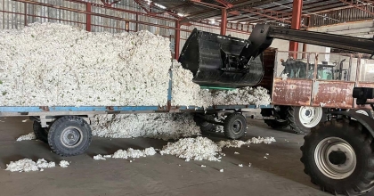 SÖKE TARİŞ PAMUK ALIMLARINDA 7 MİLYON KİLOGRAMA ULAŞTI