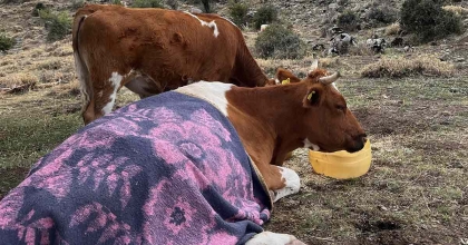UÇURUMDAN DÜŞEN İNEK İÇİN 2 GÜN SÜREN KURTARMA OPERASYONU  