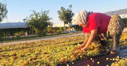 ÜZÜMCÜNÜN GÖZÜ KULAĞI METEOROLOJİDE