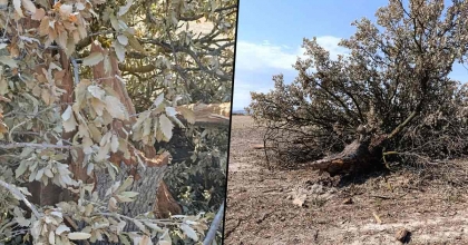 YILDIRIM DÜŞEN ASIRLIK AĞAÇ PARAMPARÇA OLDU