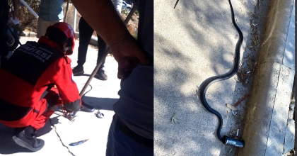 YILANIN BAŞI TENEKE KUTUYA SIKIŞTI, İTFAİYE KURTARDI