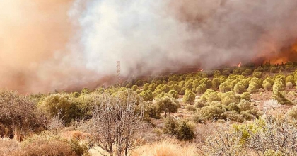 FOÇA'DAKİ YANGIN KONTROL ALTINA ALINDI