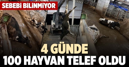 4 GÜNDE 100 HAYVAN TELEF OLDU