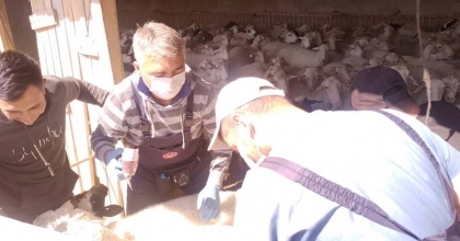 AFYONKARAHİSAR’DA ŞAP VE BRUCELLA AŞISI YAPILDI  