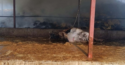 AHIRDA ÇIKAN YANGINDA 2 İNEK TELEF OLDU