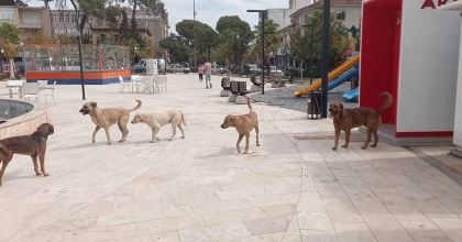 AYDIN’DA ‘SOKAK KÖPEKLERİ SORUNU’ BÜYÜYOR