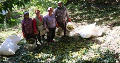 AYDIN DAĞLARINDA KESTANE HASADI TELAŞI BAŞLADI