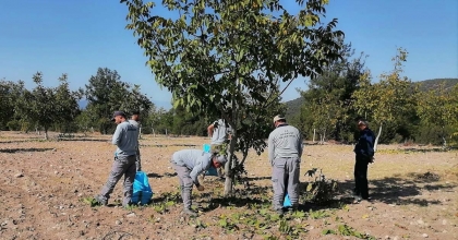BELEDİYE BAHÇESİNDE İLK HASAT