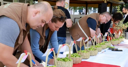 BELEN'İN TESCİLLİ ZEYTİNLERİ YARIŞTI