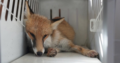 BİTKİN HALDE BULUNMUŞTU, HAYATA TUTUNDU