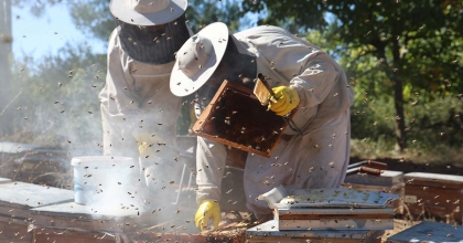 ÇAM BALINDA REKOLTE SEVİNCİ