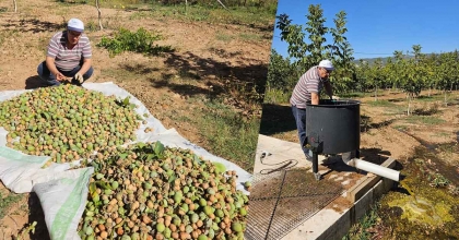 ÇAMELİ'DE 2024 CEVİZ HASADI HEYECANI BAŞLADI