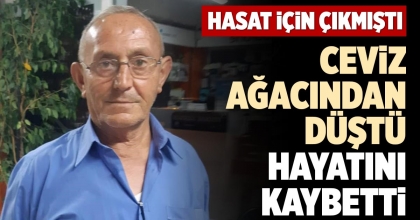 CEVİZ AĞACINDAN DÜŞTÜ HAYATINI KAYBETTİ