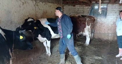 ÇAY’DA BÜYÜKBAŞ HAYVANLARA AŞILAMA YAPILDI  