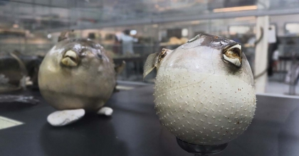  DENİZLERDEKİ 400 FARKLI CANLI TÜRÜ İZMİR'DE MERAKLILARI İÇİN SERGİLENİYOR