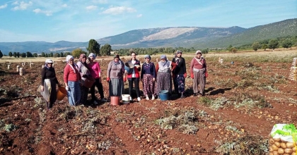 DOMANİÇ'TE PATATES HASAT ÇALIŞMALARI KONTROL EDİLDİ  