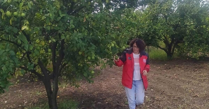 FETHİYE’DE AKDENİZ MEYVE SİNEĞİ İLE MÜCADELE