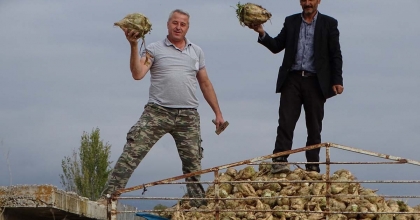 HİSARCIK'TA ŞEKER PANCARI ÜRETİMİNDE ARTIŞ