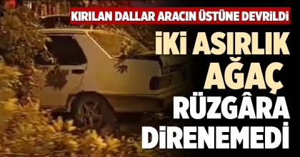 İKİ ASIRLIK AĞAÇ RÜZGÂRA DİRENEMEDİ