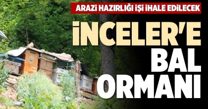 İNCELER'E BAL ORMANI