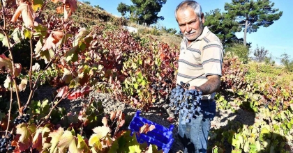İZMİR BÜYÜKŞEHİR, 10 TON KAVACIK ÜZÜMÜ DAĞITIYOR