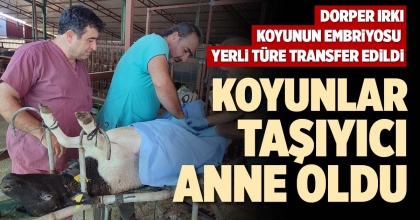 KOYUNLAR TAŞIYICI ANNE OLDU