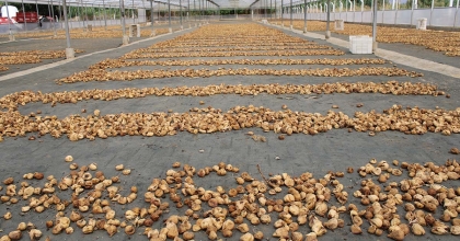 KURU İNCİR İHRACATI 292 MİLYON DOLARA YÜKSELDİ