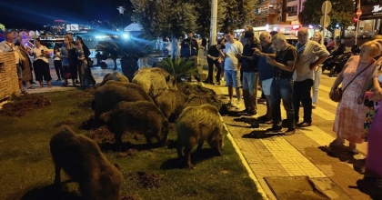 KUŞADASI'NDA YABAN DOMUZLARI MERKEZE İNDİ