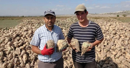 KÜTAHYA'DA PANCAR HASADI BAŞLADI
