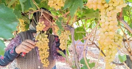 MANİSA'DA YAŞ ÜZÜM 60 TL'Yİ GÖRDÜ