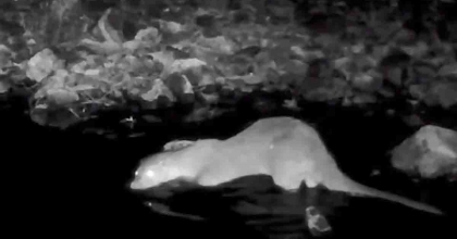 MUĞLA'DA YABAN HAYATI FOTOKAPANA YANSIDI