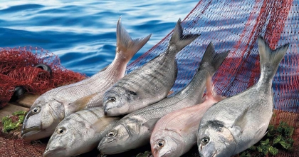 MUĞLA SU ÜRÜNLERİ EGE İHRACATININ ZİRVE ORTAĞI